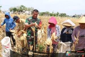 Bersama Warga Desa Pagung   Dandim 0809/Kediri Panen Jagung Di Lokasi TMMD ke-122