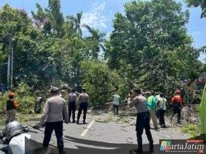Gercep, Polisi Kota Kediri dan DLHKP Evakuasi Pohon Tumbang