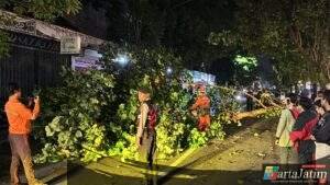 Quick Respon Personel Sat Samapta Bantu Evakuasi Pengendara Sepeda Motor Yang Tertimpa Pohon Di Bandar