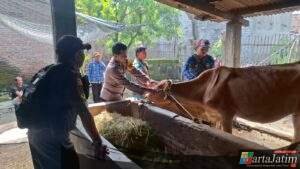 Wujud Kepedulian Babinsa Dan Babinkamtibmas Desa Sambirejo,Berikan Pendampingan Pelayanan Kesehatan Hewan Dan Vaksinasi PMK