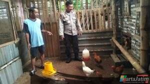 Bhabinkamtibmas Polsek Krian Dukung Ketahanan Pangan Lewat Pendampingan Peternak Ayam di Desa Jatikalang Krian