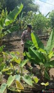 Bhabinkamtibmas Gondang Pantau Lahan Pekarangan Bergizi di Senjayan
