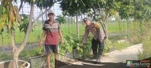 Polsek Krian Laksanakan Pemeliharaan Perkebunan Terong Wujudkan Ketahanan Pangan pandawa Desa Ponokawan Krian Sidoarjo