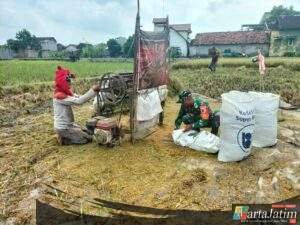 Babinsa Koramil 0809/02 Pesantren Bantu Petani Panen Padi,Guna Dukung Ketahanan Pangan Nasional