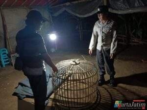 Polisi Bongkar Lokasi Diduga Sebagai Arena Judi Sabung Ayam di Ngronggot
