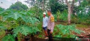 Bhabinkamtibmas Polsek Ngetos Dukung Ketahanan Pangan Lewat Pemanfaatan Lahan Pekarangan
