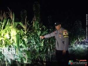 Sinergi Ketahanan Pangan, Polres Nganjuk Cek Lahan Jagung di Gondang
