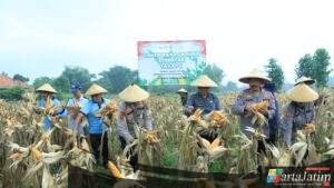 Dukung Ketahanan Pangan, Polres Bangkalan Bersama 3 Pilar Panen Jagung Tahap Kedua
