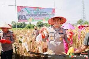 Gelorakan Swasembada Pangan Kapolres Jember Ikut Panen Raya dan Tanam Jagung di Lojejer