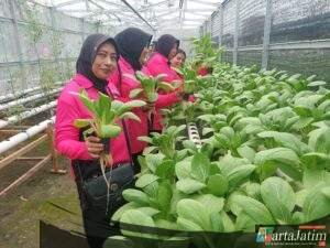 Bhayangkari Ranting Polsek Krian Dukung Program P2L dengan Panen Bokcay di Ponokawan Krian