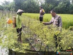 Optimalisasi Lahan Sela, Polsek Rejoso Dorong Ketahanan Pangan di Desa Talang