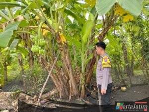 Optimalisasi Lahan Perkarangan, Polsek Prambon Dukung Ketahanan Pangan Warga