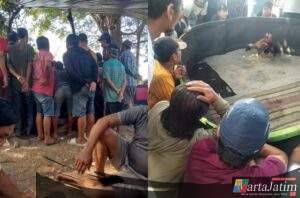 Warga Sumber Terik Krian Resah, Praktek Judi Sabung Ayam Tak Tersentuh Hukum.