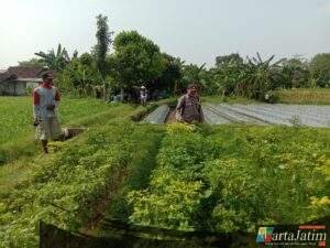 Polsek Ngronggot Dorong Ketahanan Pangan Lewat Pemanfaatan Lahan Cabe di Dadapan