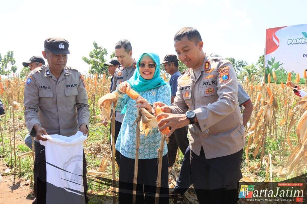 Dukung Swasembada Pangan, Kapolres Kediri Kota Bersama Forkopimda Panen Raya Jagung Kuartal II di Desa Cerme
