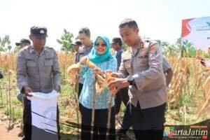 Dukung Swasembada Pangan, Kapolres Kediri Kota Bersama Forkopimda Panen Raya Jagung Kuartal II di Desa Cerme