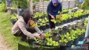 Pomosda Dukung Ketahanan Pangan Lewat Pemanfaatan Lahan Pekarangan