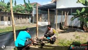 Budidaya Ayam Semi Umbaran di Pekarangan, Warga Kedungrejo Dukung Ketahanan Pangan