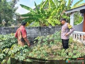 Optimalisasi Pekarangan, Warga Sugihwaras Dukung Ketahanan Pangan Lewat Tanaman Singkong