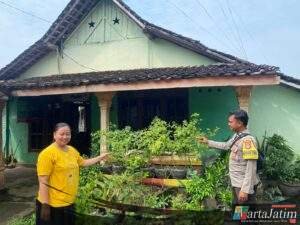 Panen Cabai dari Pekarangan, Warga Ngepeh Tuai Manfaat Ekonomi