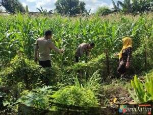 Warga Pehserut Tanam Jagung-Terong Tumpang Sari, Dukung Ketahanan Pangan