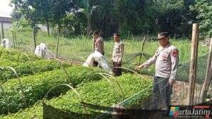 Polres Nganjuk Dukung Ketahanan Pangan Lewat Pemanfaatan Lahan Pekarangan di Desa Sonopatik
