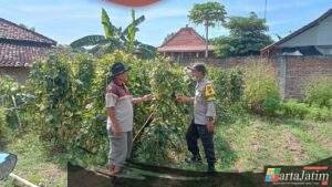 Optimalisasi Lahan Kosong, Warga Sonopatik Dukung Ketahanan Pangan Lewat Budidaya Kacang Panjang dan Terong