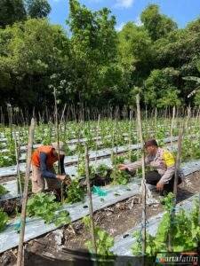 Bhabinkamtibmas Rejoso Dampingi Petani Melon, Ketahanan Pangan Jadi Prioritas