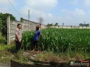 Program Ketahanan Pangan Polsek Kertosono Bangkitkan Lahan Tak Tergarap