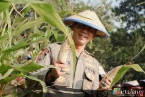 SPN Polda Jatim Gelar Panen Raya Jagung, Wujudkan Ketahanan Pangan