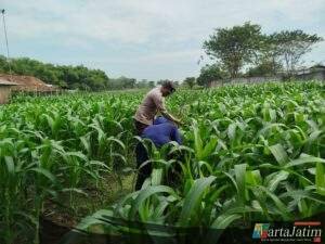 Wujudkan Ketahanan Pangan, Polsek Patianrowo Manfaatkan Lahan Depan Pos Polisi Jadi Kebun Produktif