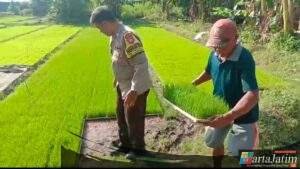 Polsek Ngronggot Serahkan Bibit Padi untuk Dukung Ketahanan Pangan Warga
