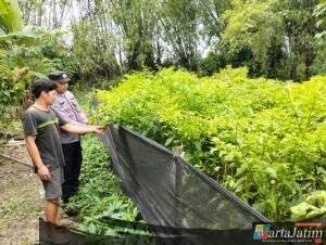 Bhabinkamtibmas Nglinggo Dukung Ketahanan Pangan Lewat Budidaya Cabai Merah