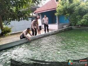 Budidaya Ikan Nila, Upaya Bhabinkamtibmas dan Warga Pehserut Dukung Ketahanan Pangan