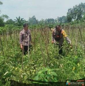 Bhabinkamtibmas Polsek Baron Dampingi Petani Manfaatkan Lahan Sela untuk Tanaman Terong