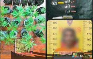 Polres Malang Berhasil Amankan Bandar Sabu Miliki Kebun Ganja di Tumpang