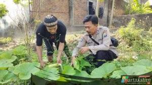 Lahan Sela Dimanfaatkan untuk Tanam Labu Putih dan Sayuran di Demangan
