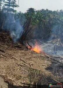 Api Lahap 65 Lahan Bambu di Desa Tempel, Polsek Krian Bergerak Cepat
