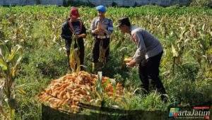 Dukung Ketahanan Pangan Nasional: Polresta Malang Kota dan Gapoktan Panen 2,5 Ton Jagung