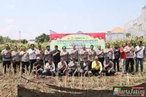 Dukung Program Nasional, Wakapolres Kediri Kota Hadiri Panen Raya Jagung Serentak Kuartal III di Mojoroto
