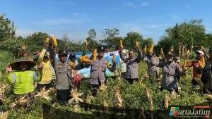 Wujudkan Program Ketahanan Pangan Polres Probolinggo Bersama Kelompok Tani Panen Jagung di Bantaran