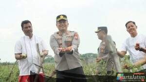 Kapolres Nganjuk Tinjau Panen Raya Tomat Dukung Program Ketahanan Pangan dan MBG