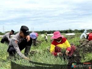 ‘Live In’ : Siswa Diktukba SPN Polda Jatim  Bantu Petani Bawang Merah di Nganjuk