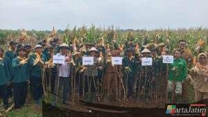 Temu Lapang SL Tematik Jagung, Dorong Ketahanan Pangan dan Sinergi Petani di Desa Tambibendo di Hadiri Kapolsek Mojo