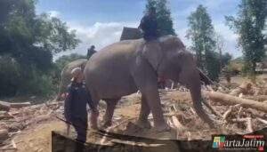 Sinergi Polri dan BKSDA : Gajah Dikerahkan Bersihkan Material Banjir di Pidie Jaya