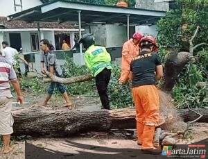 Respon cepat Kapolsek Ngronggot  bersama BPBD  pemdes Kaloran evakuasi pohon Tumbang di bulakmiri