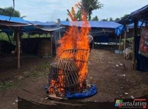 Polresta Banyuwangi Bongkar Arena Judi Sabung Ayam