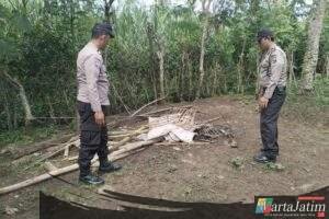 Polres Malang Kembali Bongkar Area Sabung Ayam di Kalipare