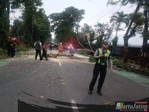 Unit Turjagwali Satlantas Polres Kediri Kota Bersama Dinas Terkait Lakukan Evakuasi Pohon Tumbang di Jalan Veteran