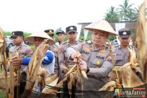 Polres Malang Panen Raya Jagung, Hasil 8 Ton untuk Dukung Stok Pangan